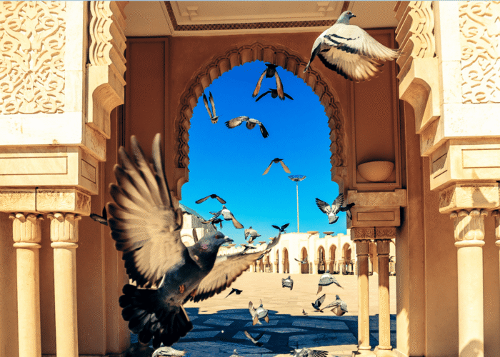 Casablanca Desert Tour from Marrakech – 6 Days