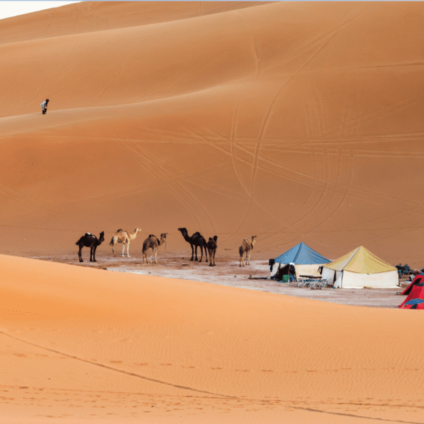 7 Days Trekking Desert Tour from Marrakech to Zagora