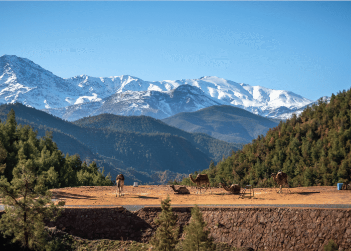 Ourika Valley Day Trip from Marrakech